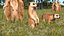 Sammlung afrikanischer Tiere 11