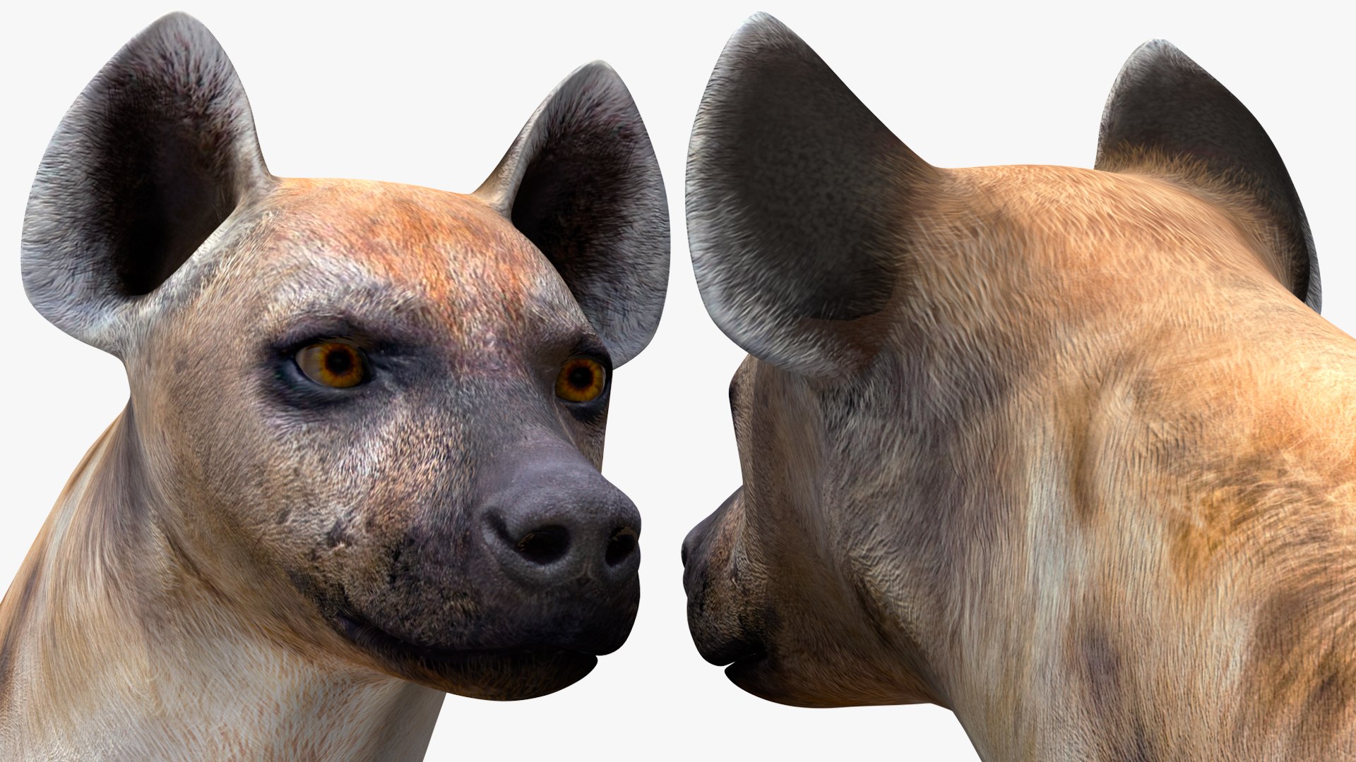 3D African Animals Collection 11 model https://p.turbosquid.com/ts-thumb/90/1il4xS/k1/africananimalscollection11mb3dmodel041/jpg/1662901658/1920x1080/fit_q87/9a00743865dd48bd57dcb793058bb96d96554b61/africananimalscollection11mb3dmodel041.jpg