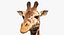 Sammlung afrikanischer Tiere 11
