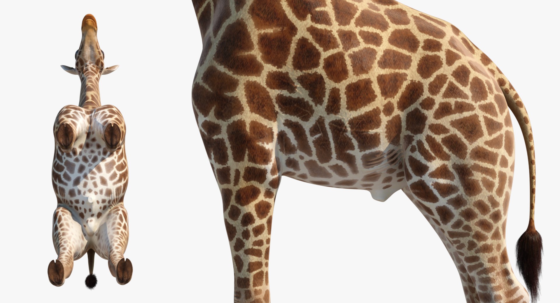 3D African Animals Collection 11 model https://p.turbosquid.com/ts-thumb/90/1il4xS/kJ/africananimalscollection11mb3dmodel089/jpg/1662901846/1920x1080/fit_q87/031d5757545d9f1786d8e4b51b512332225507f8/africananimalscollection11mb3dmodel089.jpg
