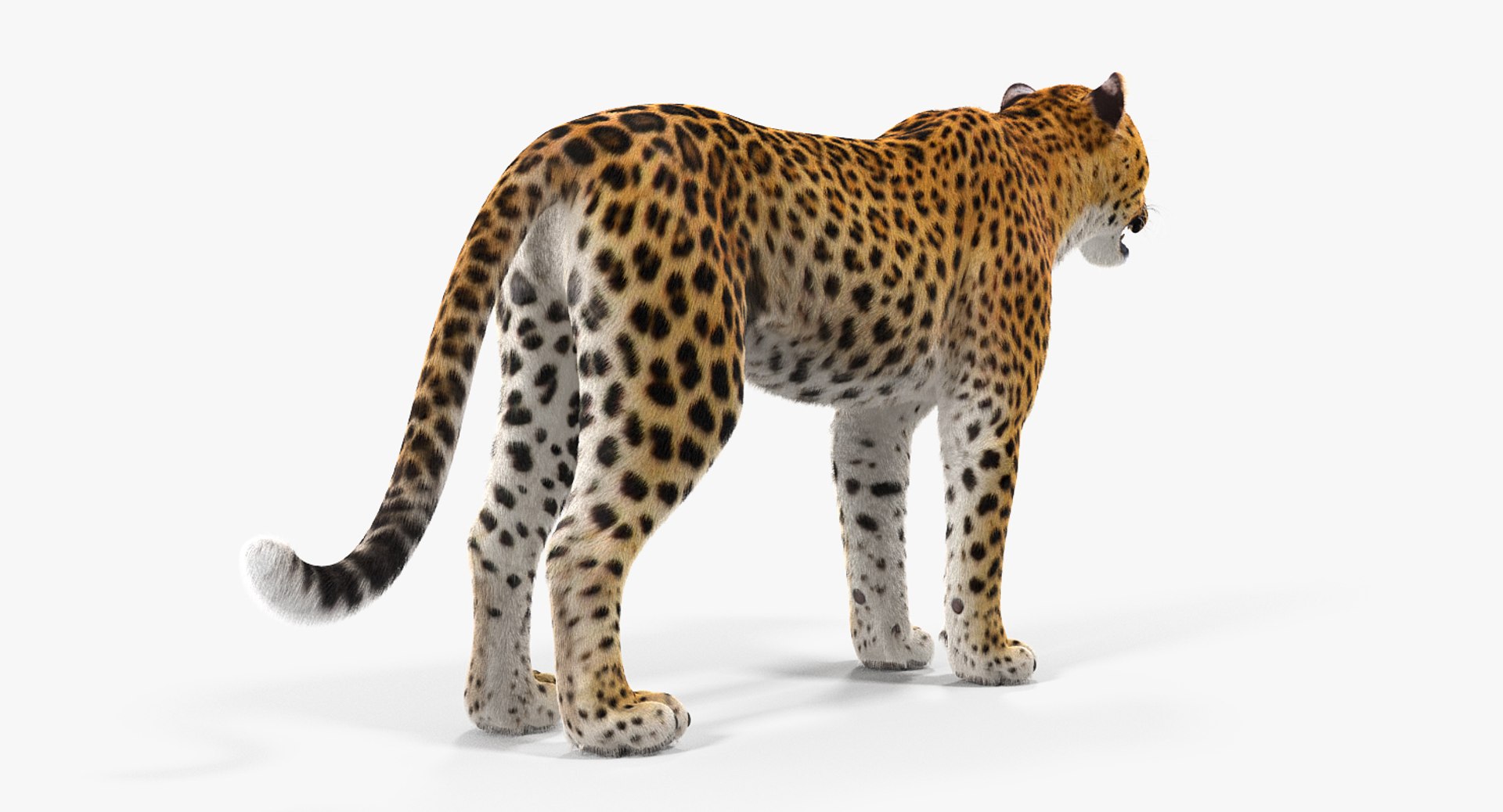 3D African Animals Collection 11 model https://p.turbosquid.com/ts-thumb/90/1il4xS/ot/africananimalscollection11mb3dmodel104/jpg/1662901897/1920x1080/fit_q87/454015f6d7f8b496b68cffb3ca8ca9293d2ab309/africananimalscollection11mb3dmodel104.jpg