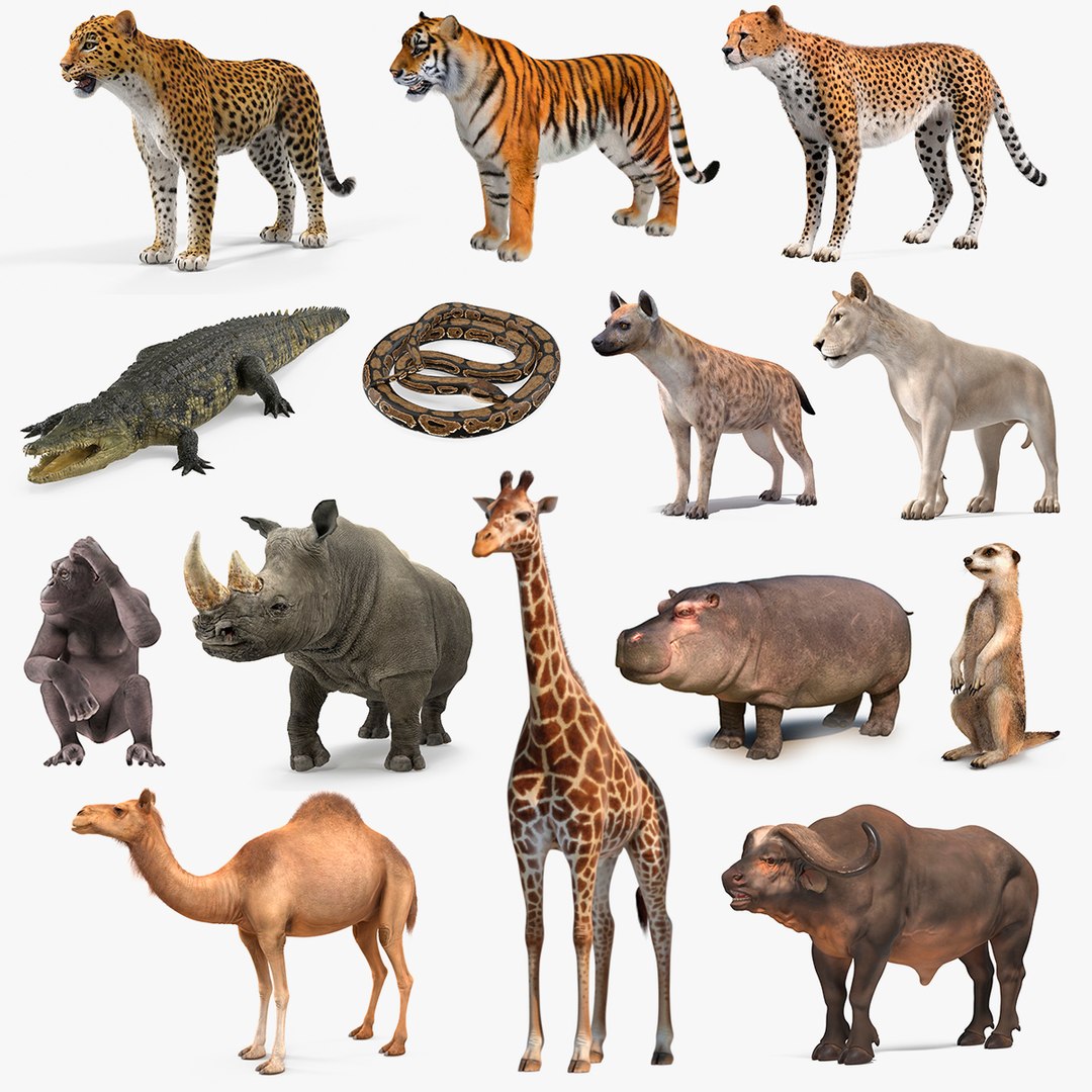 African Animals Collection 11 3D model preview