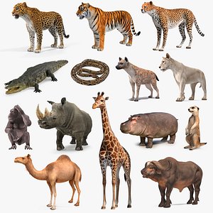 3D African Animals Collection 11 model
