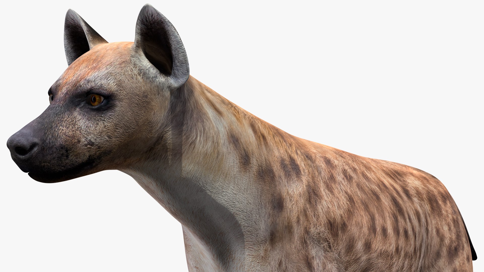 3D African Animals Collection 11 model https://p.turbosquid.com/ts-thumb/90/1il4xS/ry/africananimalscollection11mb3dmodel038/jpg/1662901644/1920x1080/fit_q87/85c3b0aaafbc4cca0142e1ed0bce1efdb5cb16f2/africananimalscollection11mb3dmodel038.jpg
