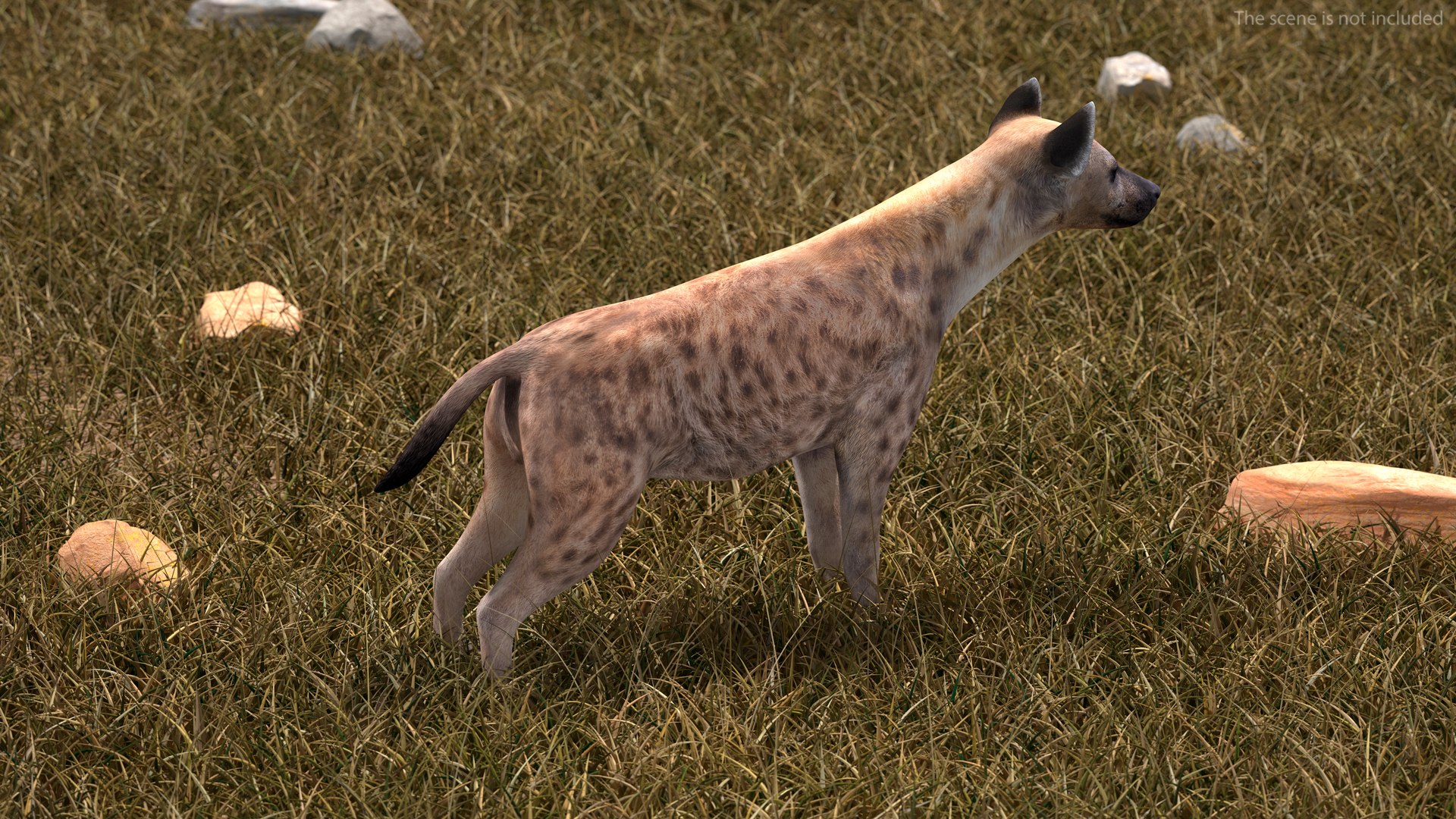 3D African Animals Collection 11 model https://p.turbosquid.com/ts-thumb/90/1il4xS/sr/africananimalscollection11mb3dmodel033/jpg/1662901623/1920x1080/fit_q87/78c804764c7265711e52df21c6ae600e79e9d9aa/africananimalscollection11mb3dmodel033.jpg