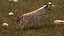 Sammlung afrikanischer Tiere 11