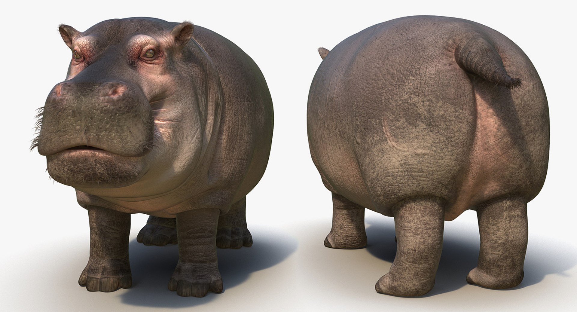 3D African Animals Collection 11 model https://p.turbosquid.com/ts-thumb/90/1il4xS/t9/africananimalscollection11mb3dmodel128/jpg/1662901982/1920x1080/fit_q87/bc9a2c136851ba52874f28df2151db7cd353999c/africananimalscollection11mb3dmodel128.jpg