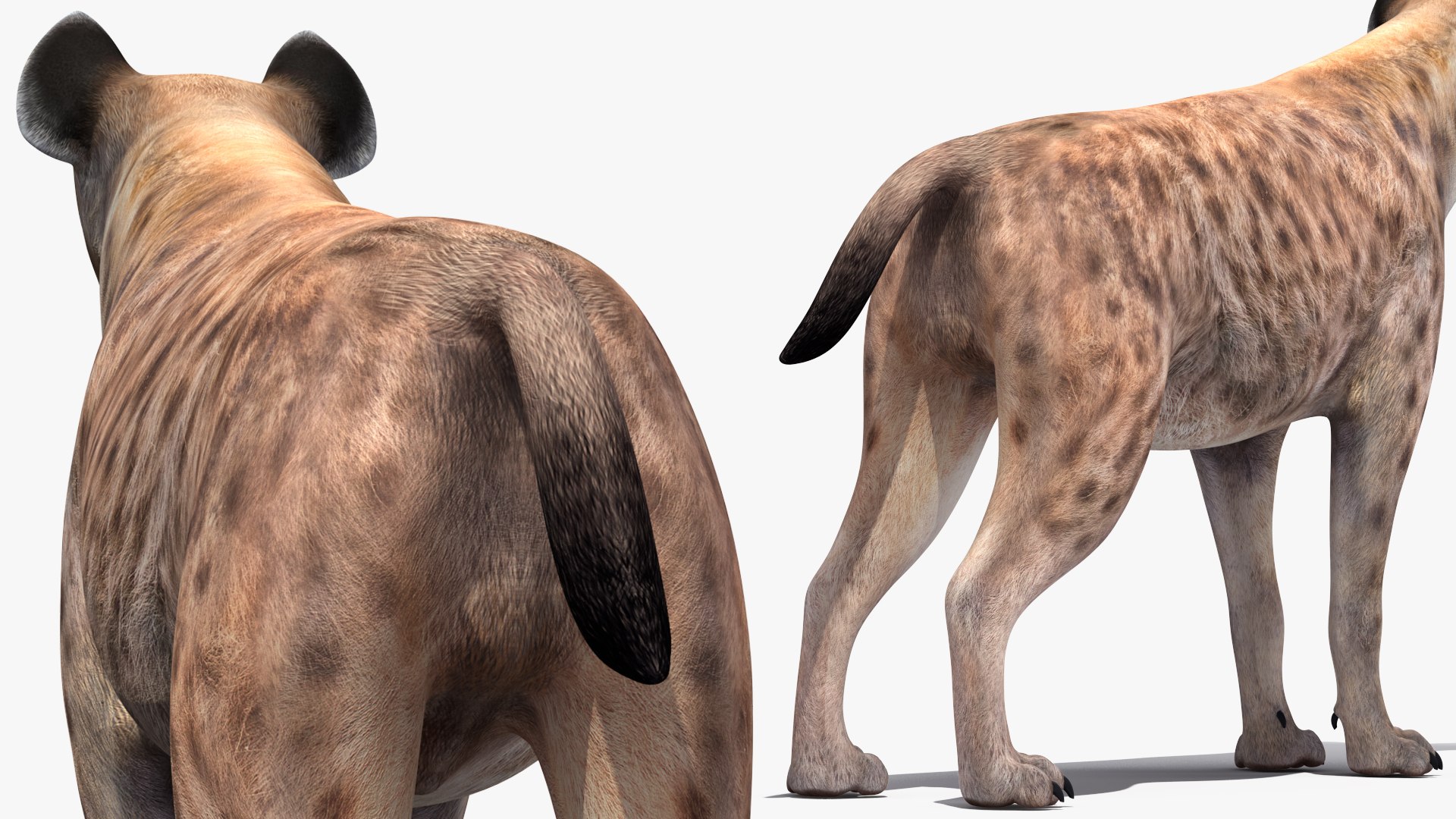 3D African Animals Collection 11 model https://p.turbosquid.com/ts-thumb/90/1il4xS/us/africananimalscollection11mb3dmodel040/jpg/1662901655/1920x1080/fit_q87/9a200c3f07cc61b4c33a46dceedc02567977135c/africananimalscollection11mb3dmodel040.jpg