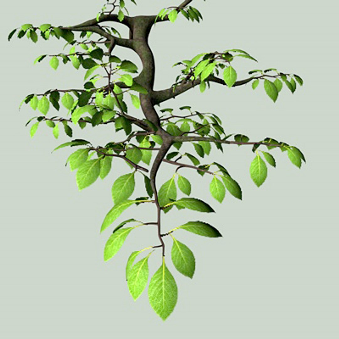 3d Model Tree Branch