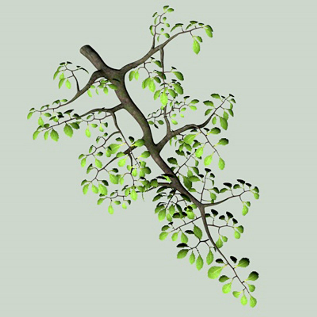 3d Model Tree Branch