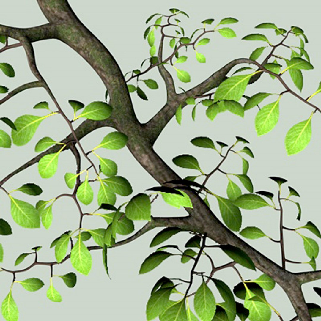 3d Model Tree Branch