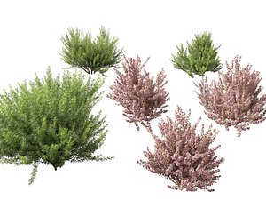 HighPoly LowPoly - Leptospermum scoparium - manuka myrtle