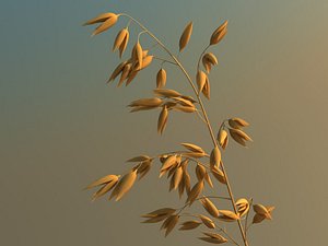 oats