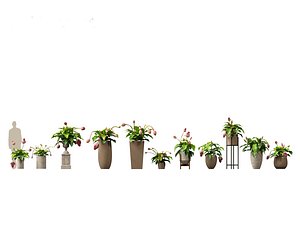 Medinilla Magnifica - rose grape