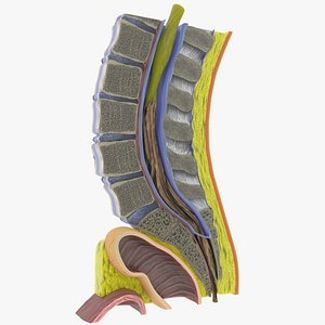 Lower Back Longitudinal section anatomy 3D model