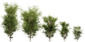 Collection plant vol 550 - blender model 3D