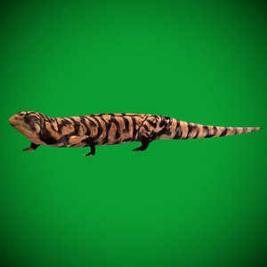 3D Tiger  Salamander model