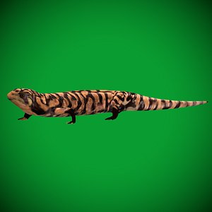 Tiger Salamander