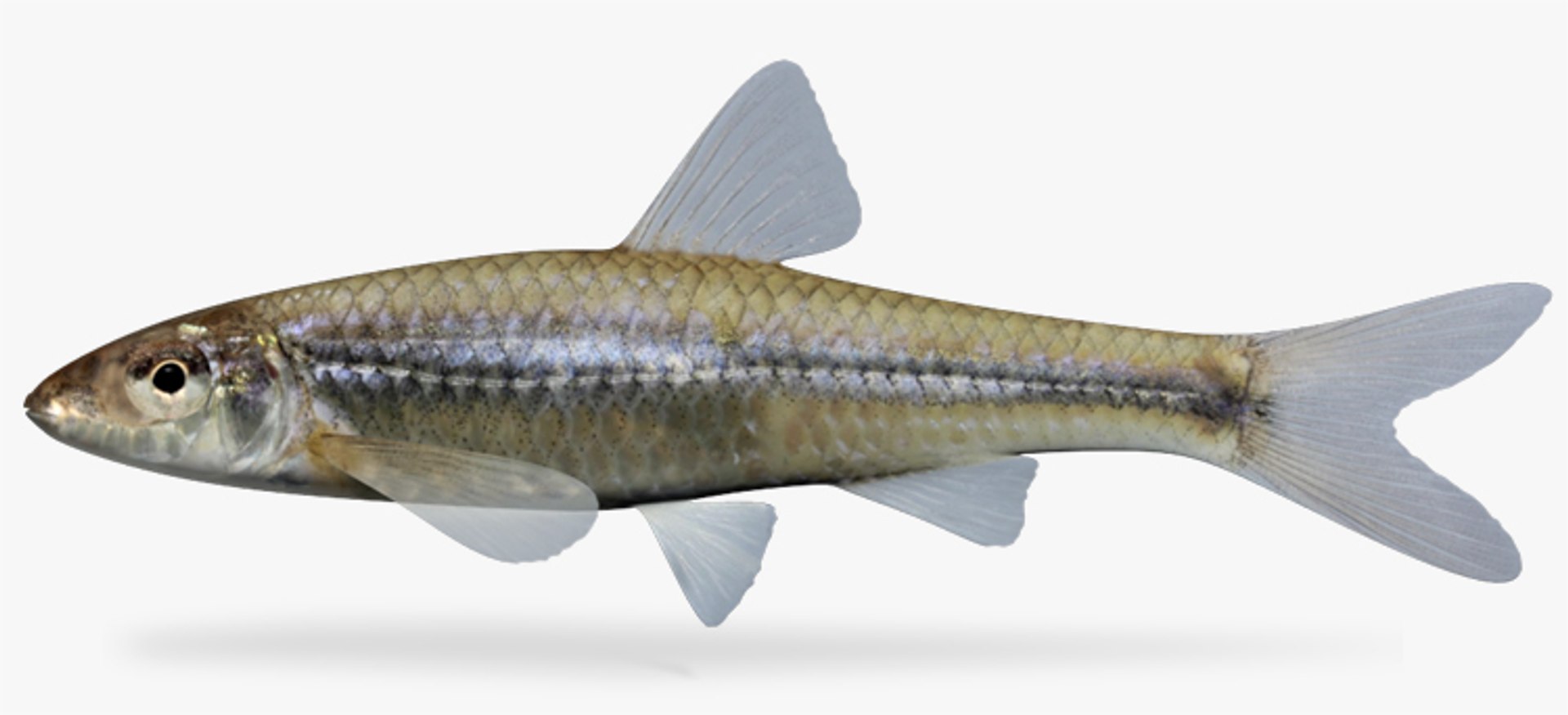 ericymba buccata silverjaw minnow 3d model