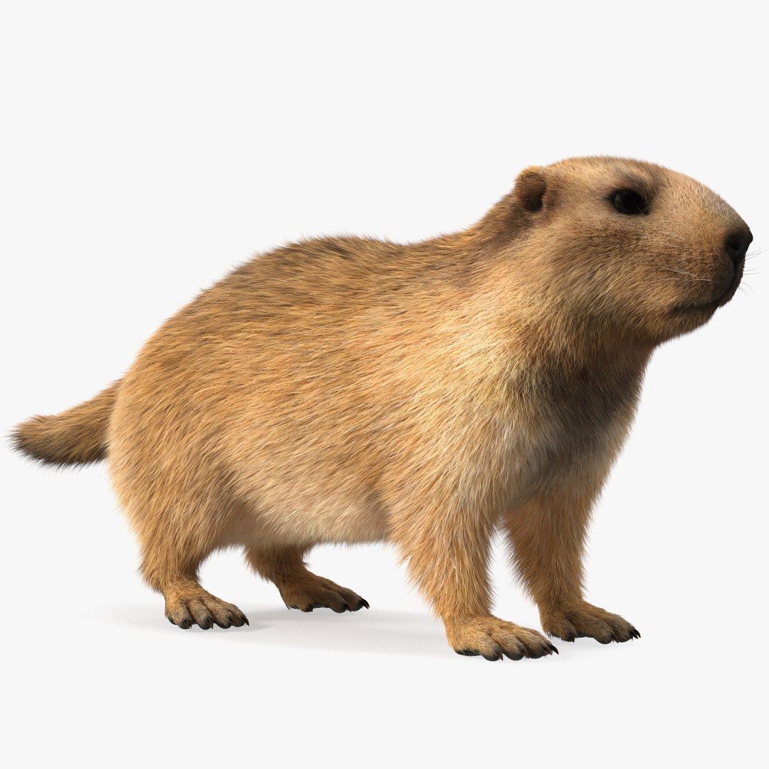 marmotfur3dmodel000.jpg