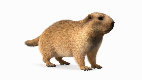 Marmot fur top