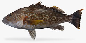 3D model goldspotted sand bass