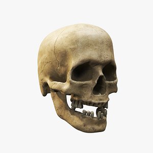 3D human skull v1