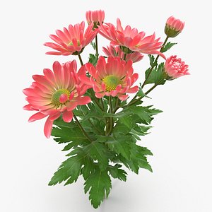 pink chrysanthemum max