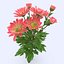 Chrysanthemum Pink