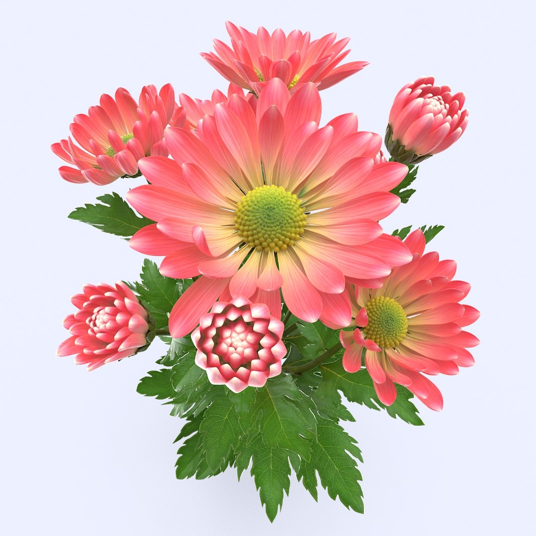 pink chrysanthemum max https://p.turbosquid.com/ts-thumb/91/47IoRB/CwMYp0Ux/chrysanthemum3_6/jpg/1435736663/1920x1080/fit_q87/d4468ecf0fc7a1038fe3c1f9f3188b501e31459a/chrysanthemum3_6.jpg