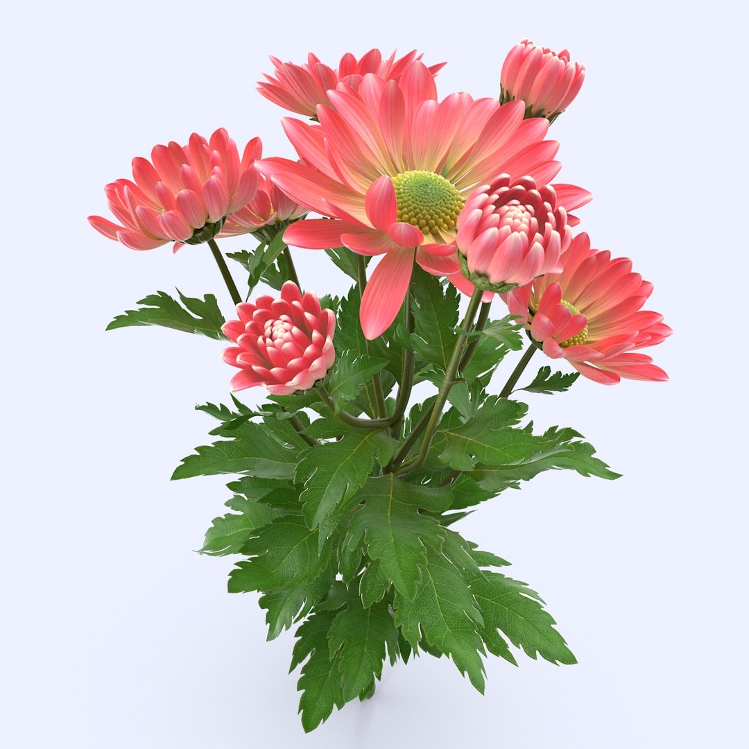 pink chrysanthemum max https://p.turbosquid.com/ts-thumb/91/47IoRB/FLI4W4rg/chrysanthemum3_4/jpg/1435736663/1920x1080/fit_q87/5ed6b9b9ec33a4beaee96b8ca664086d3bb93de6/chrysanthemum3_4.jpg