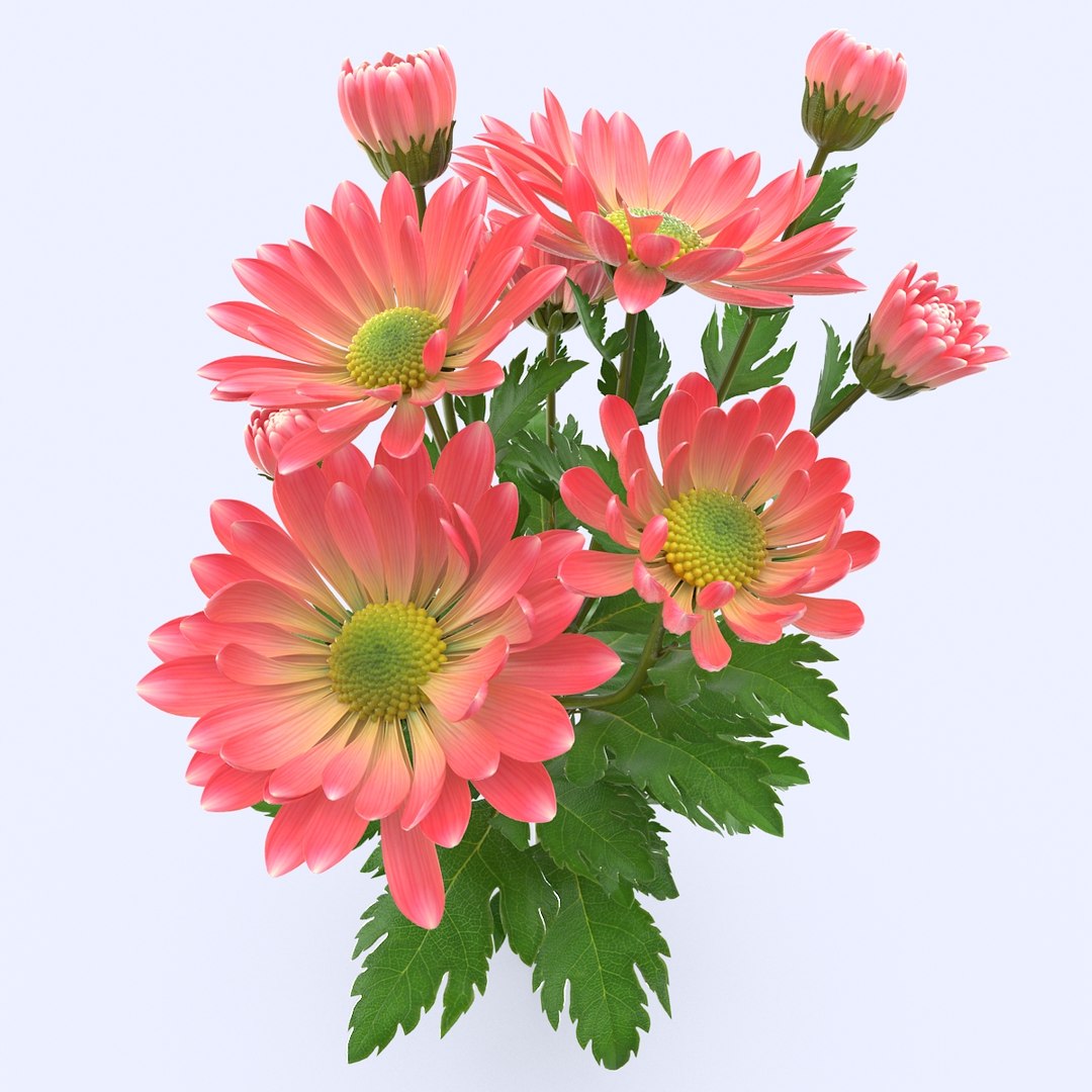 pink chrysanthemum max https://p.turbosquid.com/ts-thumb/91/47IoRB/OHBHIqHB/chrysanthemum3_2/jpg/1435739109/1920x1080/fit_q87/c4fee62a803413caea5ff41b3e2e42a8939cddb8/chrysanthemum3_2.jpg