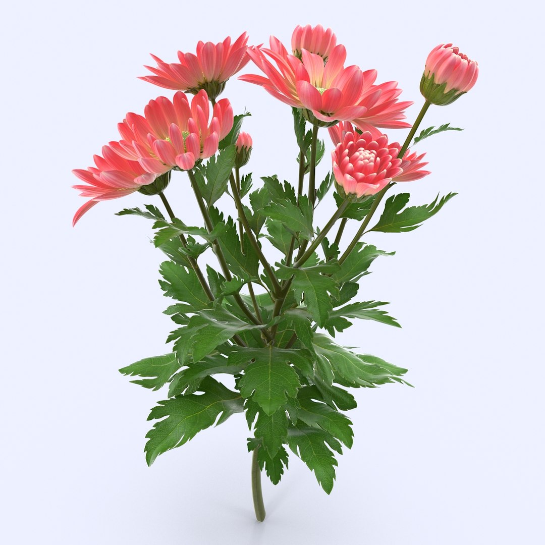 pink chrysanthemum max https://p.turbosquid.com/ts-thumb/91/47IoRB/aolj5xSK/chrysanthemum3_3/jpg/1435736663/1920x1080/fit_q87/8b7869c0eaf3f55f5563e108209b3c6337aba7db/chrysanthemum3_3.jpg