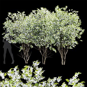 New Tree High detail Amelanchier lamarckii3