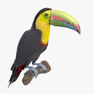 Toucan