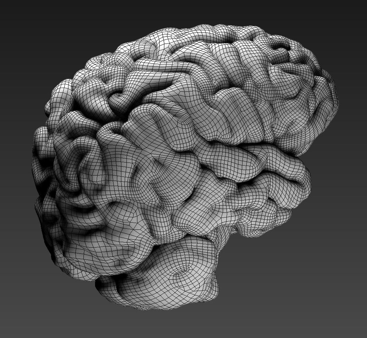 Human Brain Obj