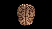 Human Brain