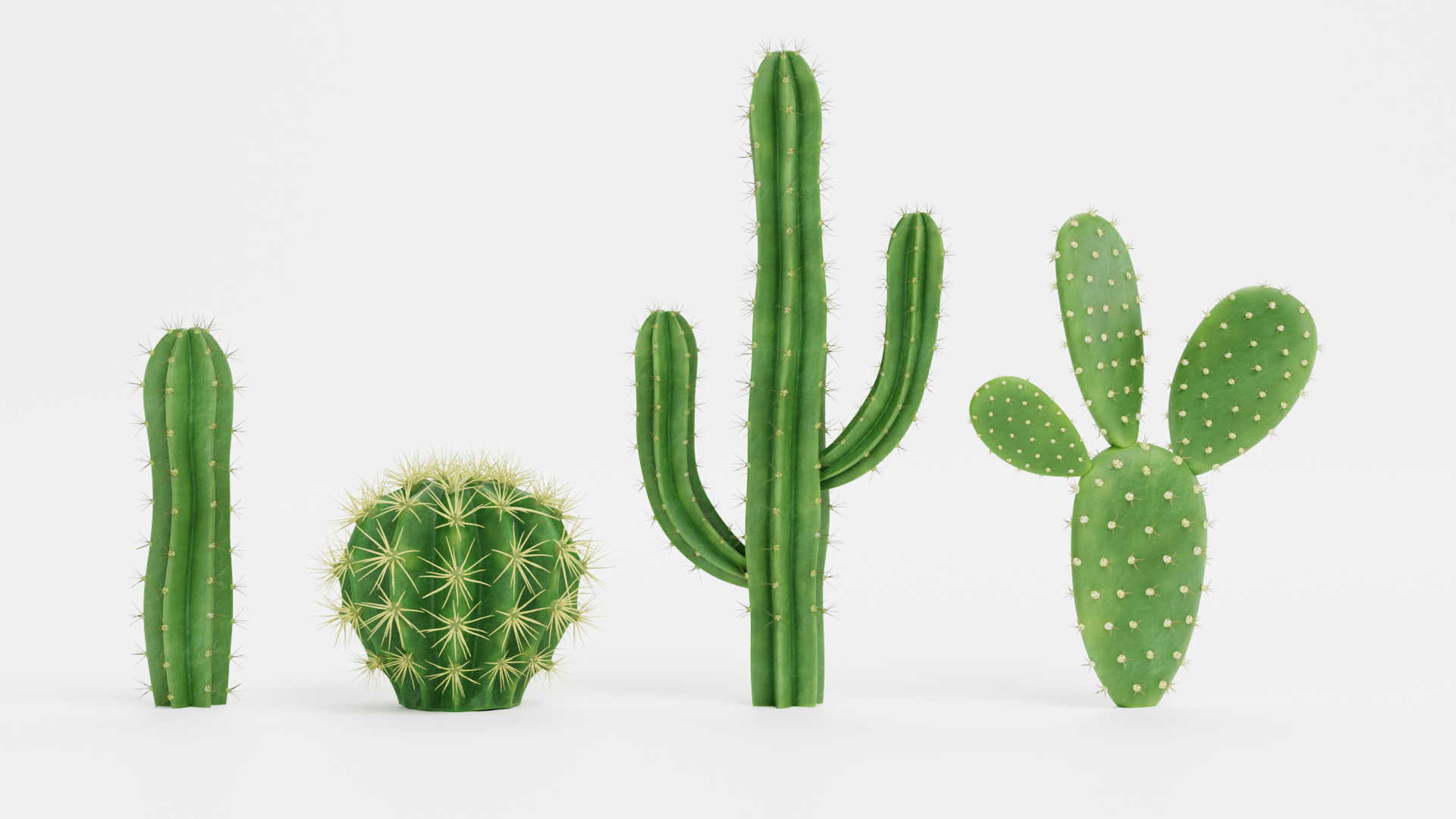 3D Cactuses model https://p.turbosquid.com/ts-thumb/91/XRvJW6/A2/0001/png/1690381831/1920x1080/turn_fit_q99/4d54e2c9aef2385ae0289d250f8badc562b005ed/0001-1.jpg