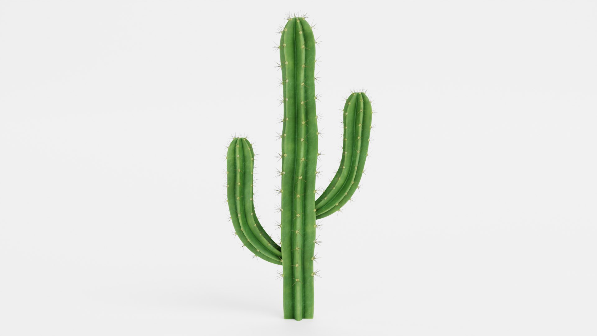 3D Cactuses model https://p.turbosquid.com/ts-thumb/91/XRvJW6/ID/saguarob/png/1690381808/1920x1080/fit_q87/dd5bdd2b60bfcdbc9624fdce037dab02ba7ebc69/saguarob.jpg