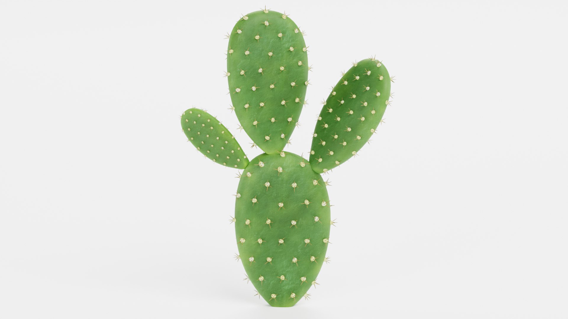 3D Cactuses model https://p.turbosquid.com/ts-thumb/91/XRvJW6/KK/opuntiab/png/1690381804/1920x1080/fit_q87/c018c1b2f2045253a95a9a6d23f4fca53e5909ac/opuntiab.jpg