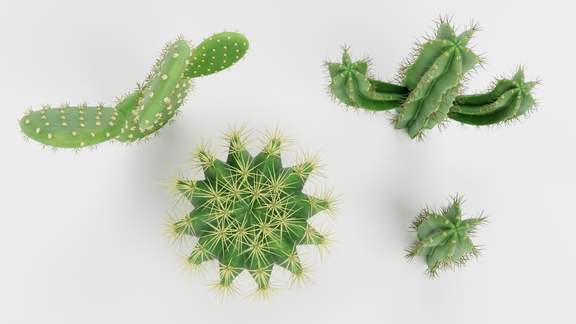 3D Cactuses model https://p.turbosquid.com/ts-thumb/91/XRvJW6/ND/cactusesg/png/1690381791/1920x1080/fit_q87/6ee3b79803dbd0a2b8090772e84c69ce19a9d2c9/cactusesg.jpg
