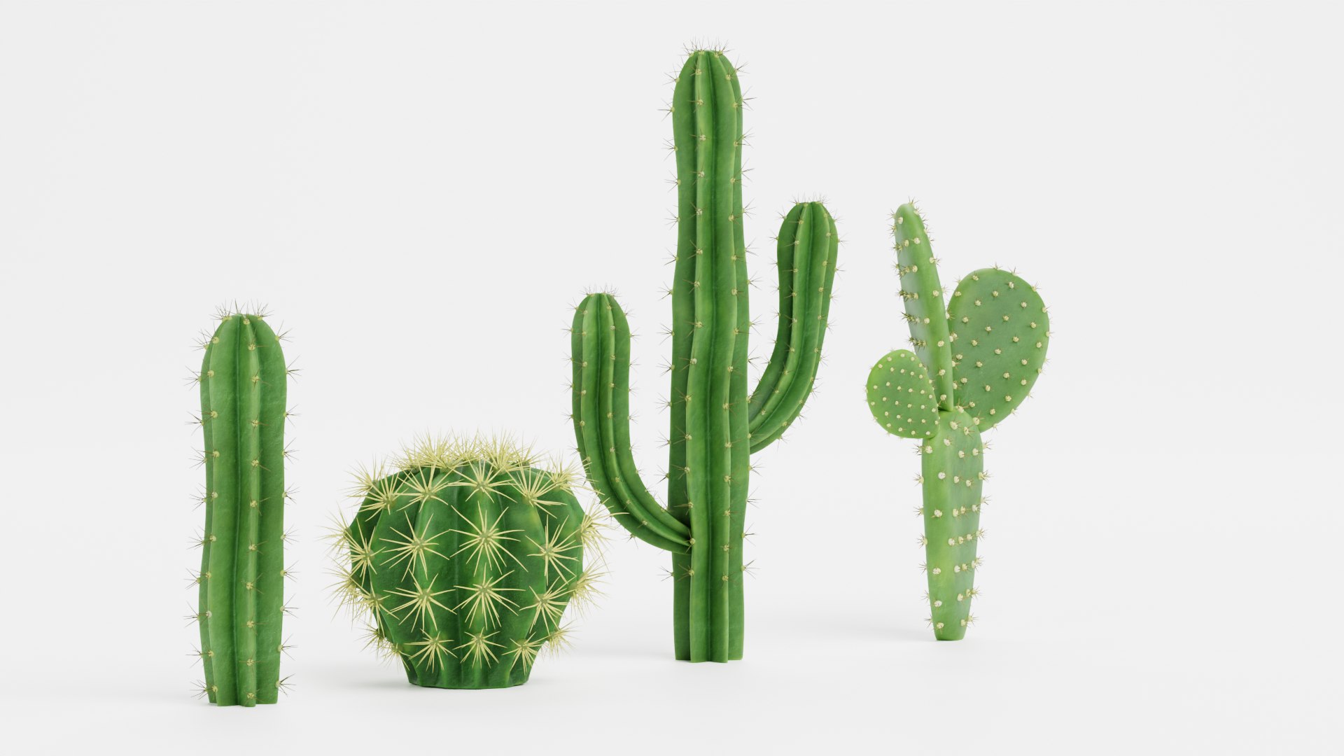 3D Cactuses model https://p.turbosquid.com/ts-thumb/91/XRvJW6/eb/cactusesc/png/1690381782/1920x1080/fit_q87/c82d447949f5ef40e777ac0da0f87259211af06e/cactusesc.jpg