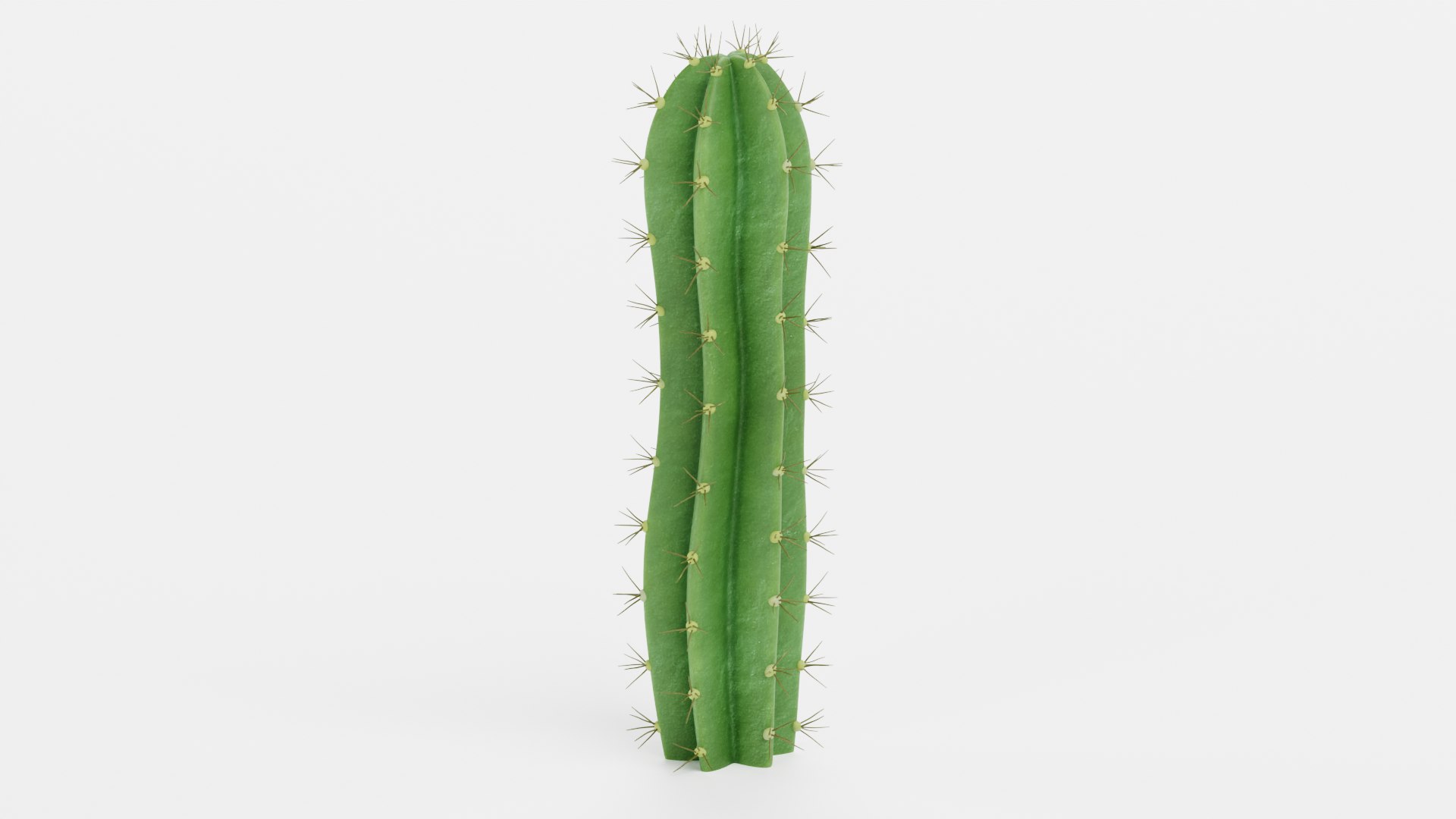 3D Cactuses model https://p.turbosquid.com/ts-thumb/91/XRvJW6/ru/sanpedrob/png/1690381813/1920x1080/fit_q87/27952d6bcf968729a69b01f8cea956650534eaea/sanpedrob.jpg