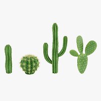 Cactuses
