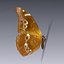 3d morpho blue butterflies model