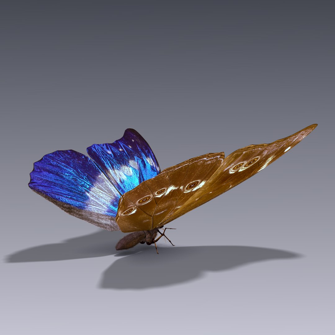 3d Morpho Blue Butterflies Model