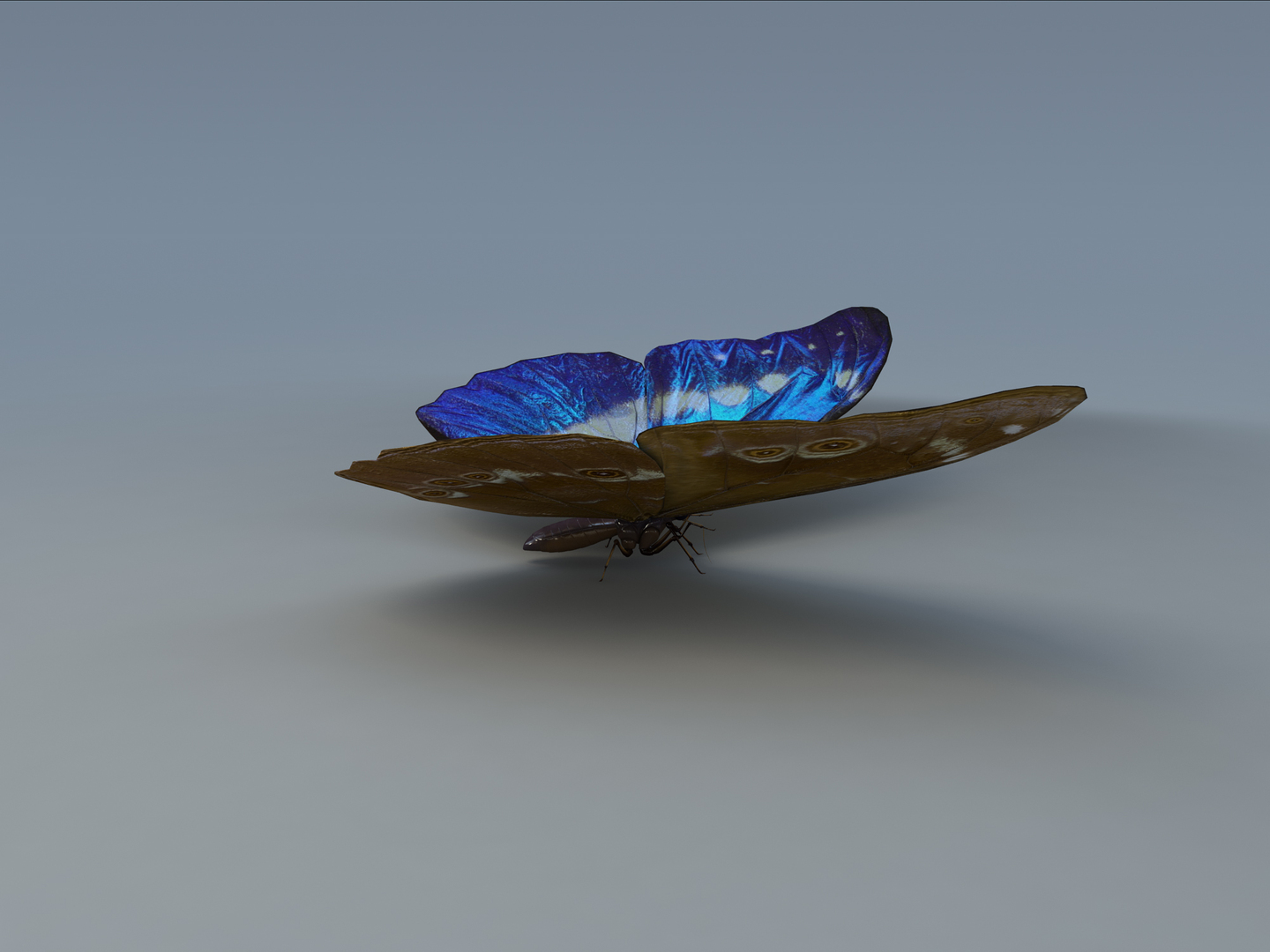 3d Morpho Blue Butterflies Model