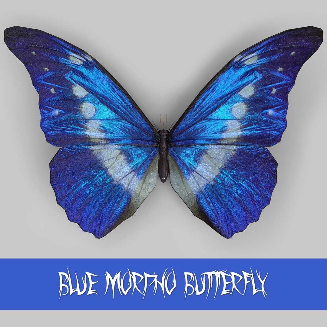 3d morpho blue butterflies model https://p.turbosquid.com/ts-thumb/91/afvgvV/gBeJ5m1b/pd1cover/jpg/1357383494/1920x1080/fit_q87/d1cb8a55da9a6db52918222fd469208735fc8c1e/pd1cover.jpg