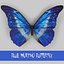3d morpho blue butterflies model