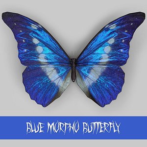 Blue Morpho Butterfly